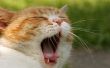 Hoe kan u helpen een kat met een pijn in haar mond
