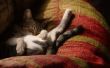 Wat betekent het als een kat Twitches in haar slaap?