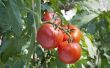 Namen van verschillende tomatenplanten