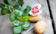 Hoe doorgeven rozen met behulp van aardappelen