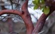 Hoe om te groeien van een boom Manzanita