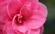 Symboliek van Camellia bloemen