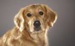 Verschil tussen Golden Retriever & Labrador Retriever Honden
