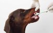 Hoe vaak moet u uw hond de tanden poetst?