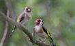 Hoe om te verhinderen dat vogels pikken op Windows