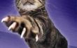 Hoe te knippen een Crazy Cat nagels