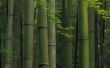 Hoe te bouwen van bamboe hek Panel Frames
