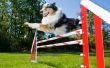 How to Make hond Agility apparatuur uit PVC pijp