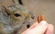 How to Get Rid van vlooien mijten op eekhoorns