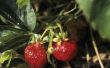 How to Plant Honeoye aardbeien