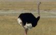 Interessante feiten over struisvogels