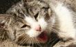 Tetracycline dosering voor katten