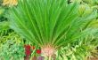 Wat kan ik doen om een Sago Palm Tree groener maken?