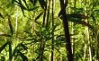 Hoe verdelen & transplantatie zwarte bamboe