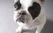 Hoe te genezen van een Franse Bulldog's jeukende huid