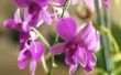 Wat maakt mijn orchidee wortels groeien buiten de Pot?