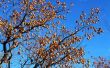 Fruit op Persimmon bomen in North Carolina