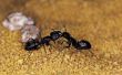 How to Get Rid van mieren op de Stichting van mijn huis