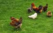 Natuurlijke ontwormingsmiddelen voor kippen