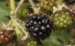 Soorten Blackberry struiken