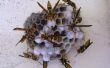 Hoe goed werkt het fatale trechter Wasp Trap?
