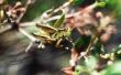 How to Grasshoppers weren bladeren natuurlijk