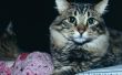 Kitten gebruik kattenbak maar Pees in het Bed