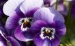 Soorten violette bloemen