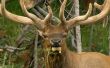 De beste Elk jacht regio's in Idaho