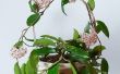 How to Make Hoya planten bloem