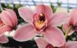 Hoe te besparen mijn bevroren orchideeën