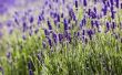 Hoe te beginnen een lavendel tuin