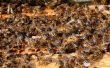 How to Make Honey Bee Food