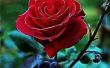 De symbolische betekenis van rozen