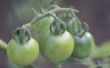 De beste Fungicide voor tomaten
