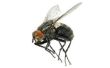 Natuurlijke Fly Repellent planten