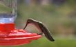 Hoe maak je een Hummingbird Feeder oplossing