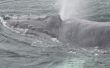 De beste plaatsen om weergave walvissen in Alaska in September