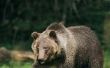 Leuke feitjes over de slaapstand en beren voor kleuters