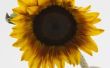 Hoe droog zonnebloemen & plaats hen in een helder Frame