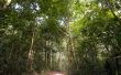 Amazon Rainforest Survival Guide