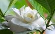 Wanneer te snoeien Gardenia planten?