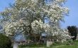 Lijst van Magnolia bomen voor Zone 5