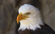 Bald Eagle Fun Facts for Kids
