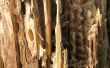 How to Make termiet lokaas met boorzuur poeder