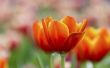 Het gebruik van de Tulip-Flower