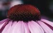 Hoe om te oogsten Echinacea voor thee