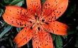 Hoe de zorg voor een Tiger Lily bloem