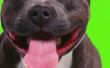 Hoe goed wil een Blue Nose Pitbull