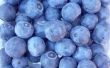 How to Make Blueberry inkt